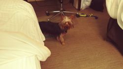 15month old yorkie for sale.
