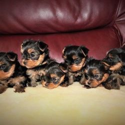 Quality Yorkshire Terrier Puppies For Sale