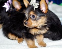 Beautiful Yorkshire Terrier Puppies for sale.