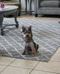 Rehoming 10 month old male yorkie