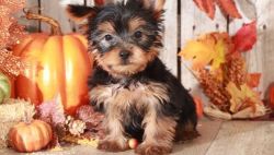 Yorkshire Terrier Puppies Available now
