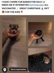 7 wk old Yorkshire terriers