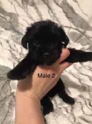 ACA REGISTERED MALE YORKIE CHRISTMAS PUPPIES FOR SALE!!!