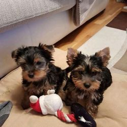 Absolutely Healthy Yorkie Puppies