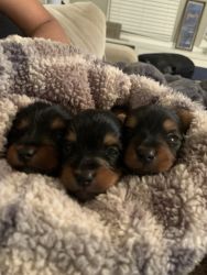 Yorky puppies available December 23