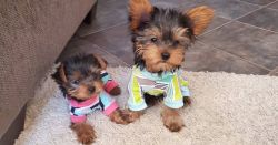 Yorkshire terrier puppies for sale near me