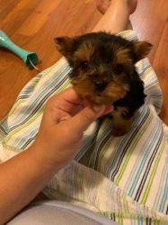 MINIATURE YORKSHIRE Terrier For Sale