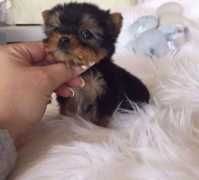 Well Trained Teacup Yorkie Puppies