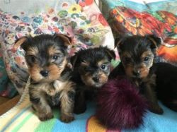 x mass Yorkshire Terrier puppies for sale