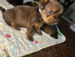 6 Yorkie puppies for sale 3 girls 3 boys