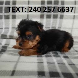 I am rehoming my 11 week old YORKIE. TEXT NUMBER ON PICTURE