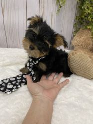 T Cup Yorkie/Babies