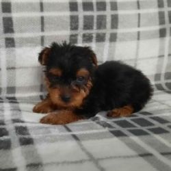 Male and Female Yorkie Puppies Available To Loving Homes.