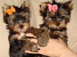 male and female yorkie pup