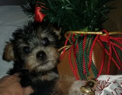 Yorkie Baby girl ready for new family.