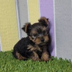 Male and Female Yorkie Puppies Available TXT
