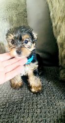 Female baby Yorkies for sale