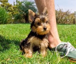 Good and lovely Yorkie puppies for sale