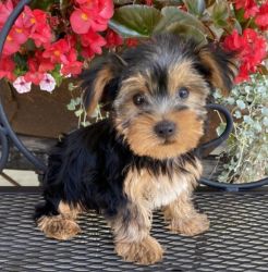 Gorgeous pure Yorkie puppies.