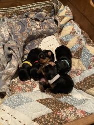 5-One month old Yorkie Pups for Sale