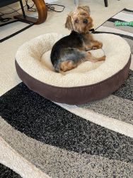 1 year old male Yorkie