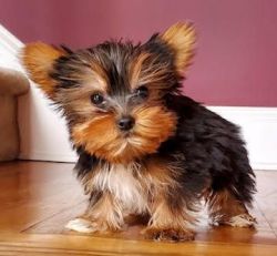 yorkie pups for sale