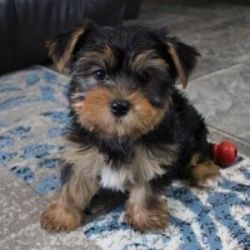 Yorkie puppies for a new home