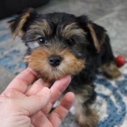 Yorkie pups for adoption