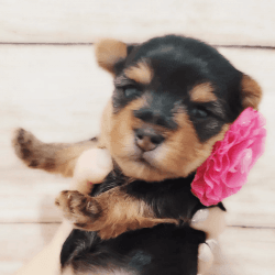 Yorkie puppies for sale all shots and papers.