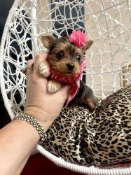 Fulfilled Yorkshire Terrier puppies