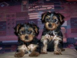 TrustDogSales Yorkshire Terrier Puppies For Sell