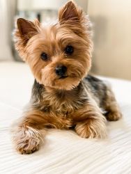 Yorkies terrier puppies for adoption