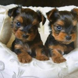 Outstanding yorkie puppies available for adoption