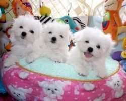 AKC mini maltese puppies