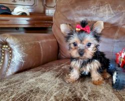 miniature yorkie puppy for sale