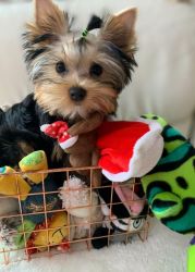 Yorkshire terrier male and female for sale