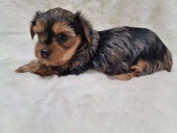 Hello We got available females and males yorkie puppies