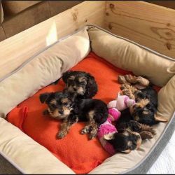 Male and female Yorkie for sale