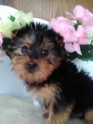 For sale yorkie