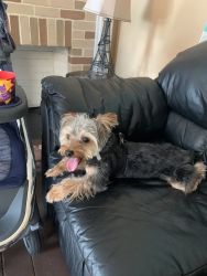 Two year old Yorky