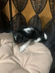 Female Puppy For Sale