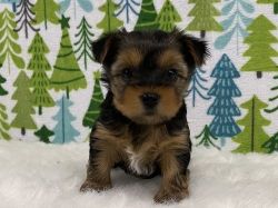 Fuming Yorkshire terrier puppies