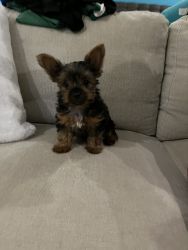Yorkie female 2 months old