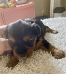 AKC Female Yorkshire Terriers