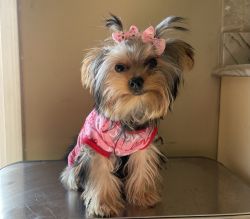 For sale beautiful Yorkshire terrier.
