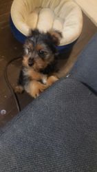 Male Yorkie Pup