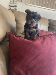 Male Yorkie purebred 8 weeks For sale