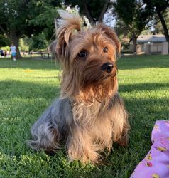 3 year old Yorkshire terrier