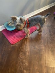 11 month old yorkie