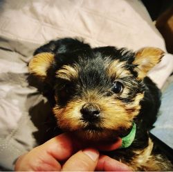 Yorkie Puppies AKC Yorkshire Terriers